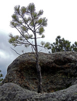 PINE GROWING IN ROCK BASIN (Mt Rushmore SD)