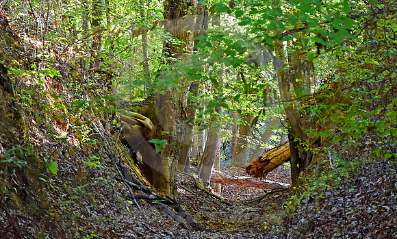 SUNKEN TRACE #10 (Natchez Trace nr Port Gibson MS)