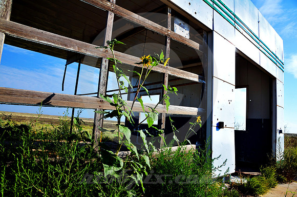 SUNFLOWERS & TEXACO (Rt 66 Glenrio TX)