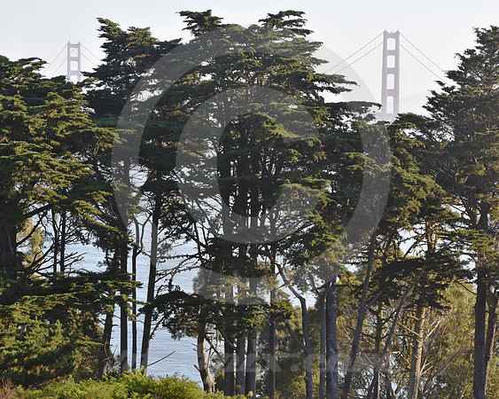 BRIDGE THROUGH TREES (Lincoln Highway San Francisco)
