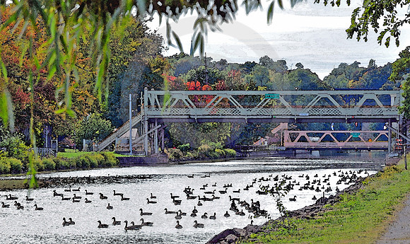 MIGRATING GEESE (Erie Canal Lockport NY)