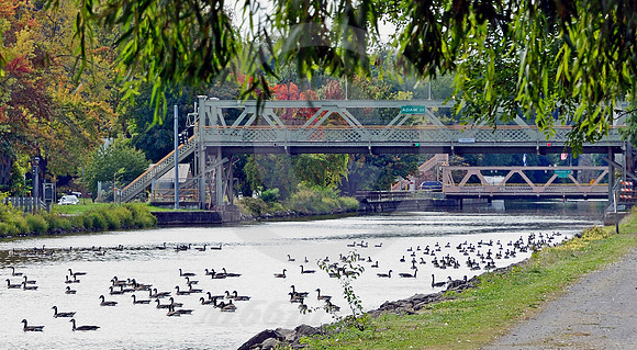GEESE & BRIDGES (Erie Canal Lockport NY)