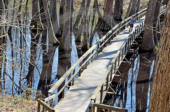 CYPRESS SWAMP #5 (Natchez Trace nr Canton MS)