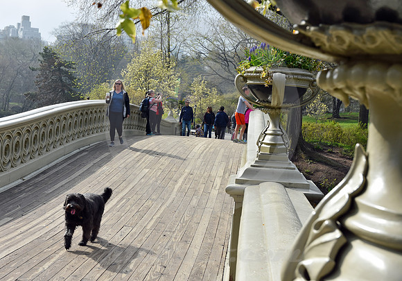 CENTRAL PARK #43 (New York)