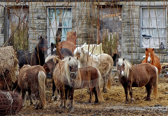 HORSES AT CEDAR CREST MOTEL RUINS (National Road Western IN)