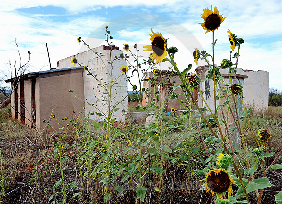 SUNFLOWERS (Rt 66 Montoya NM)