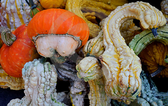 GOURDS #2 (Erie Canal Palatine Bridge NY)