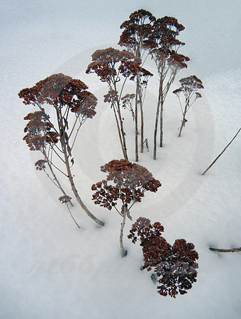 PLANT IN SNOW #3 (nr Detroit)