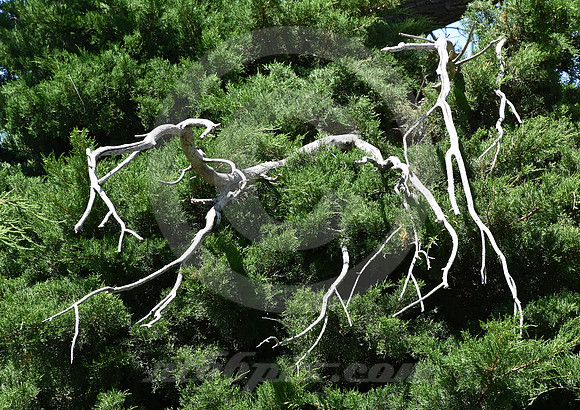 EYE CANDY (nr Lakin KS)