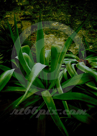 YUCCA AND STONE WALL (San Antonio TX)