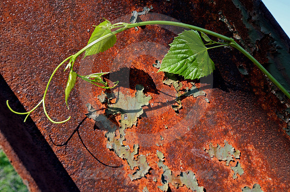 VINE ON STEEL (Rt 66 Chain of Rocks Bridge IL/MO)