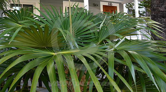 KEY WEST #92 (Key West FL)