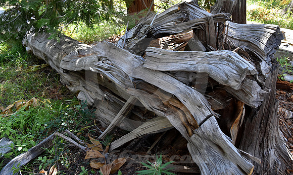 FALLEN & CUT TREE (Lincoln Highway Donner Pass CA)