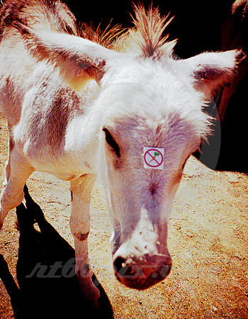 NO CARROTS! (Rt 66 Oatman AZ)