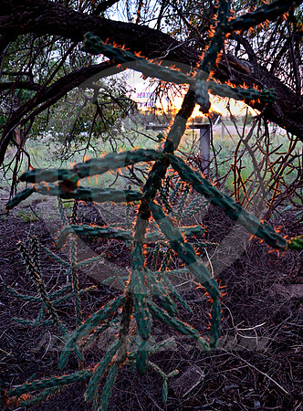 SUNLIT DESERT PLANT (Rt 66 Glenrio NM/TX)