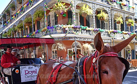 MARDI GRAS #380 (New Orleans LA)