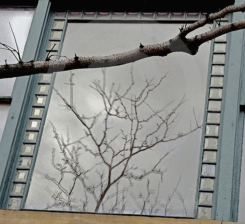 REFLECTED TREE (Lincoln Highway Goshen IN)