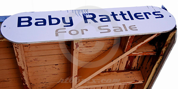 BABY RATTLERS FOR SALE (Rt 66 Amarillo TX)