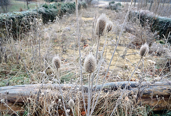 FROSTED WEEDS (National Road nr Mt Sterling OH)