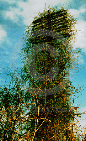 VINES ON POLE (Shreveport LA)