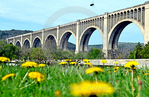 VIADUCT, DANDELIONS & INSECT (Nicholson PA)