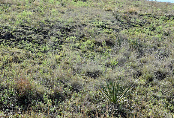DIAGONAL SWALE (nr Dodge City KS)