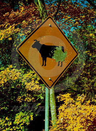 SHOTGUNNED COW CROSSING SIGN (nr Minden TX)