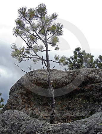 PINE GROWING IN ROCK BASIN (Mt Rushmore SD)