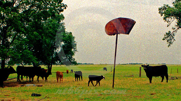 COWS & SIGN (Rt 66 Erick OK)