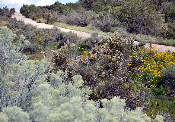 THE ROAD ONCE TAKEN (Rt 66 nr Peach Springs AZ)
