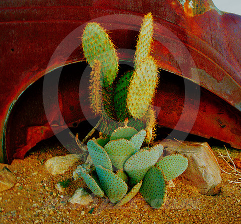 CACTI & WRECK (Rt 66 Hackberry AZ)