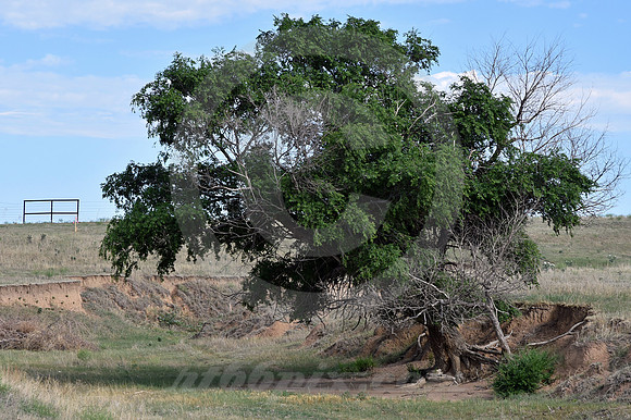 HANGING IN THERE (nr Dodge City KS)