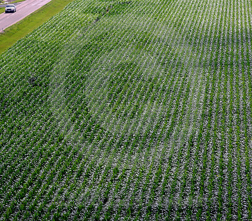 CORN FOR MILES (Lincoln Highway North Platte NE)