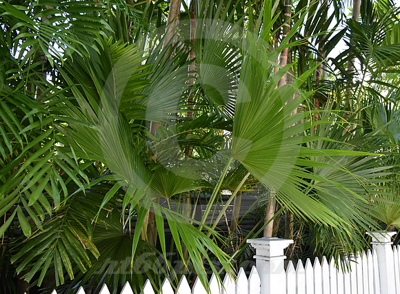 KEY WEST #40 (Key West FL)