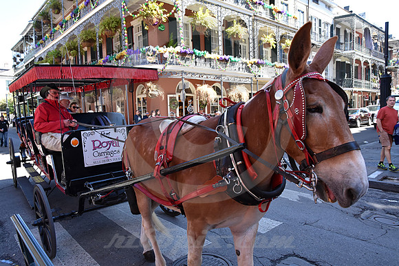 MARDI GRAS #121 (New Orleans LA)
