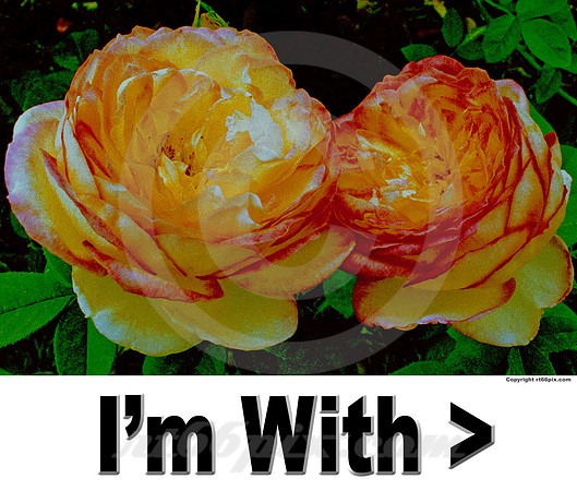 I'm With (large to small)