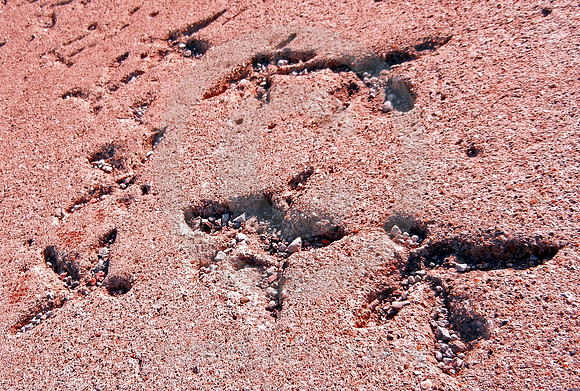 WILD TURKEY TRACKS (RT 66 nr Nilwood IL)