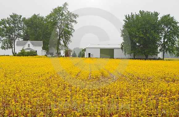 YELLOW FIELD IN SPRING (National Road IL)