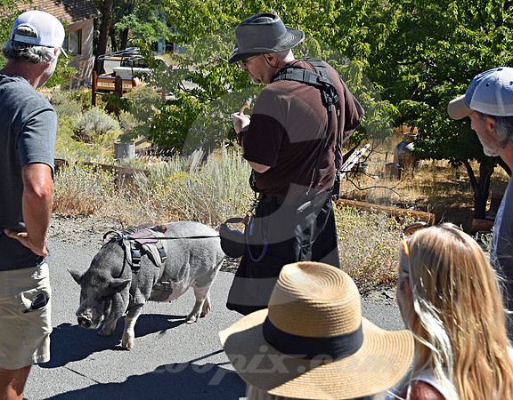 PET PIG #2 (Virginia City NV)