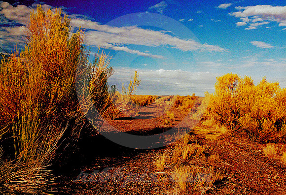 PLANTS & CRUMBLING PAVEMENT (Rt 66 Painted Desert AZ)