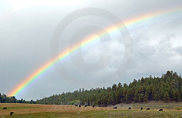 RAINBOW & COWS (nr Tres Piedras NM)