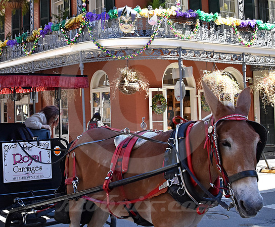 MARDI GRAS #252 (New Orleans LA)