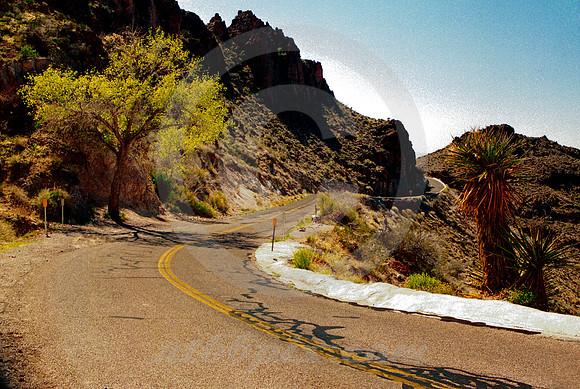 TREES ON OATMAN ROAD (RT 66 nr Oatman AZ)