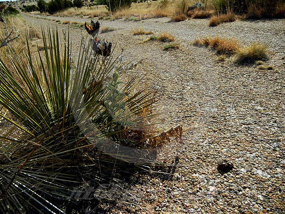 YUCCA ON CUERVO CUTOFF (Rt 66 nr Cuervo NM)